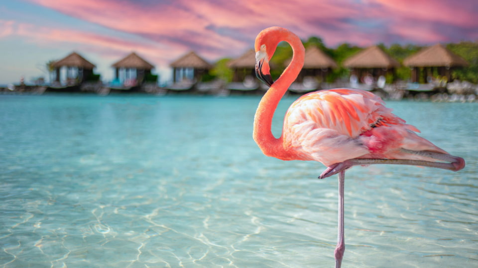 Your ultimate guide to Aruba adventures